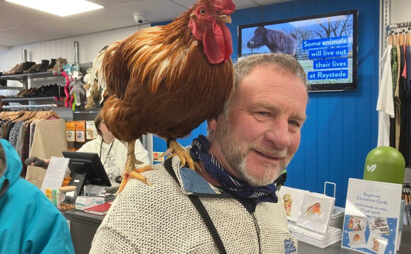 shopping-rooster